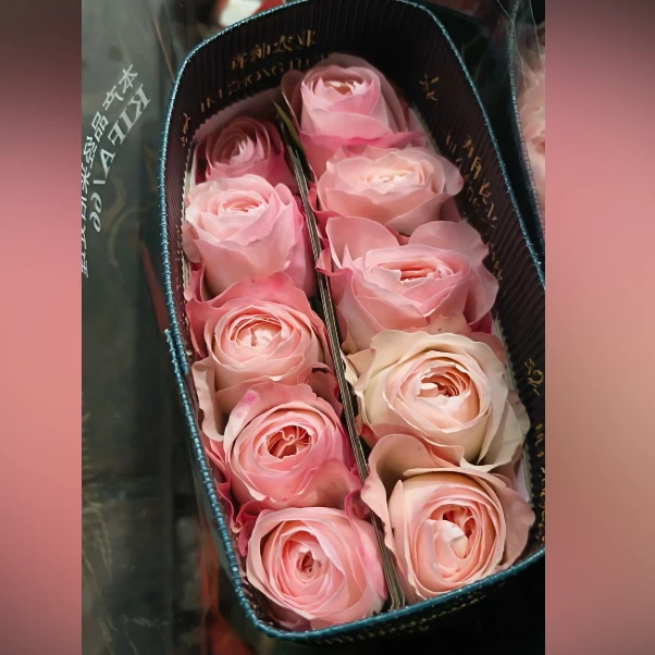 【精选凯瑟琳】云南基地直发家养鲜花玫瑰鲜花玫瑰花束玫瑰花