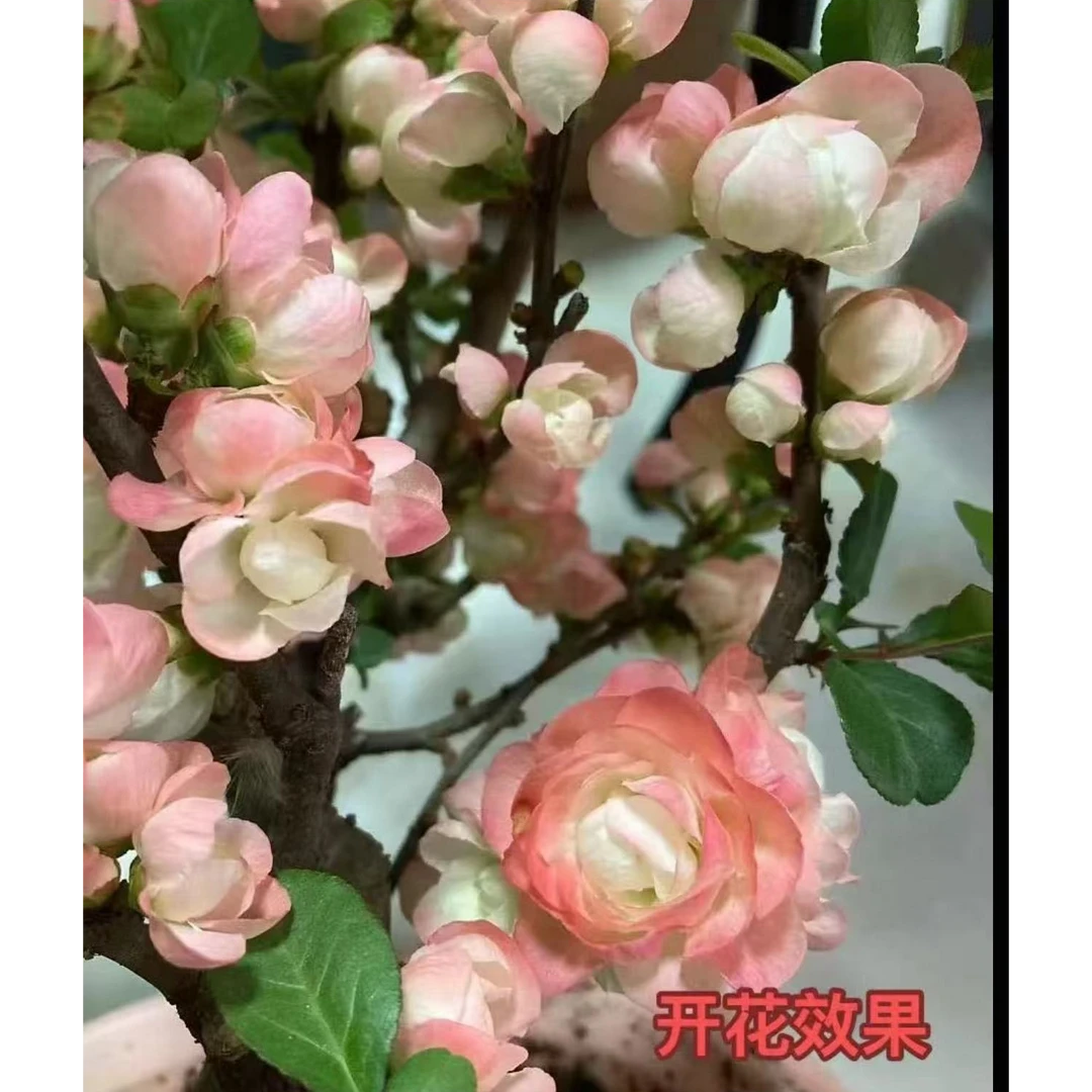 变色龙大花彩玉海棠花盆景花卉绿植四季海棠春节开花回家（盆）