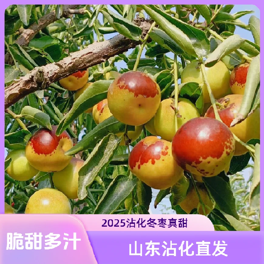 【正宗沾化冬枣】现摘现发原产地直发自产自销新鲜脆甜爆汁回购高