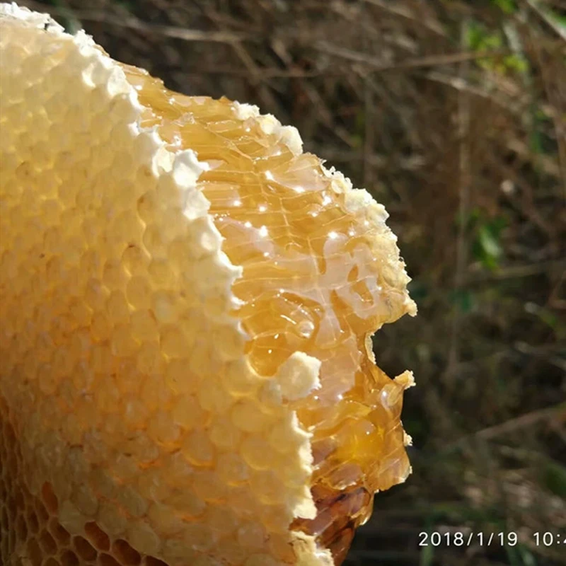 现找现挖野生蜂巢蜜优质纯天然蜂蜜广西长寿凤山深山农家自产原蜜