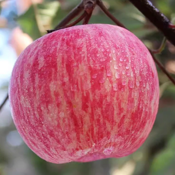 正宗山东红富士苹果当季新鲜脆甜多汁优质精品水果