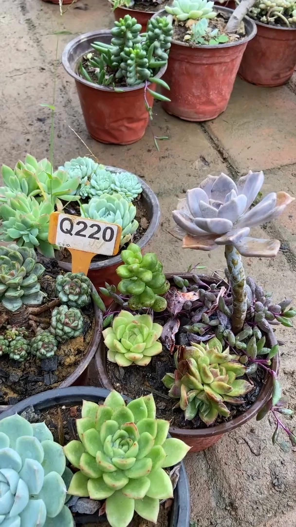 Q220多肉组合默认脱土发货