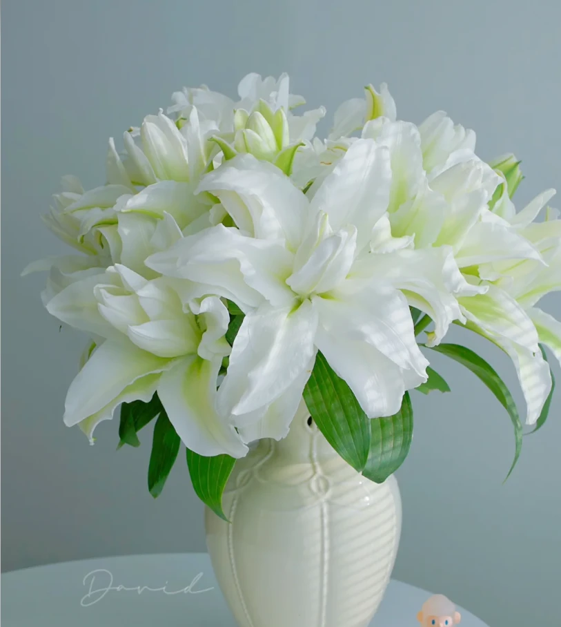 【白雪公主】重瓣香水百合 | 云南基地直发 家庭养花插花