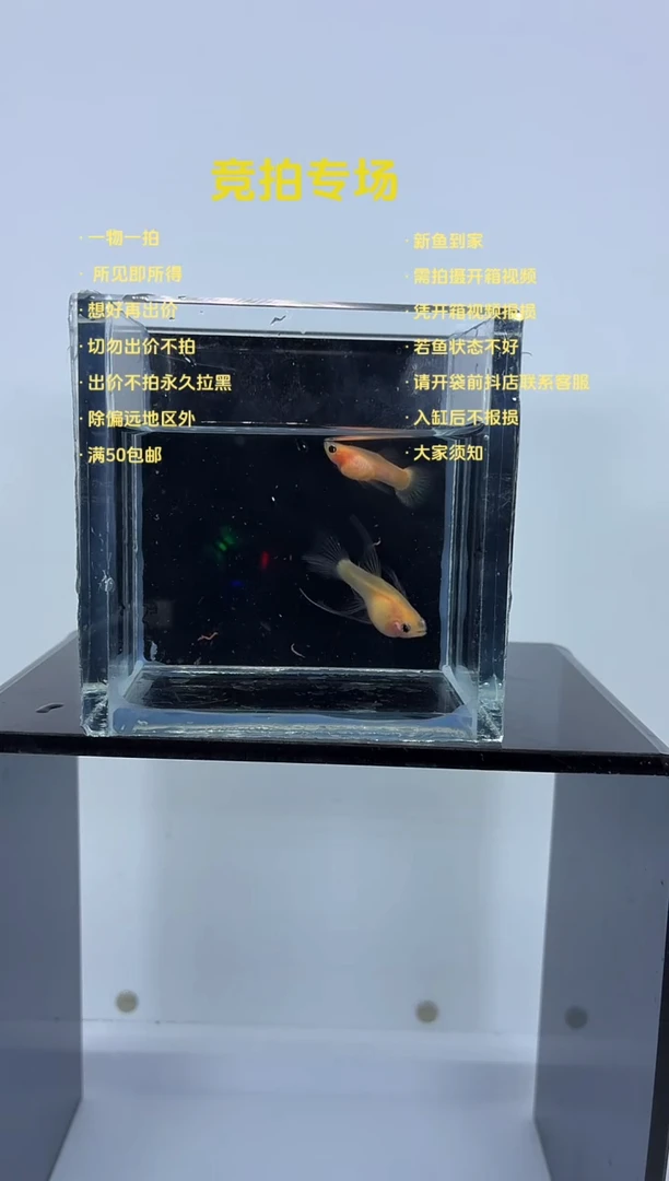 孔雀鱼幻彩球c一对-12