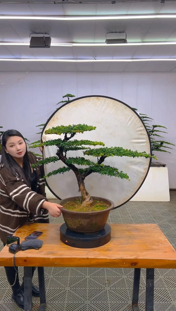 无花朵一物一拍一物一拍