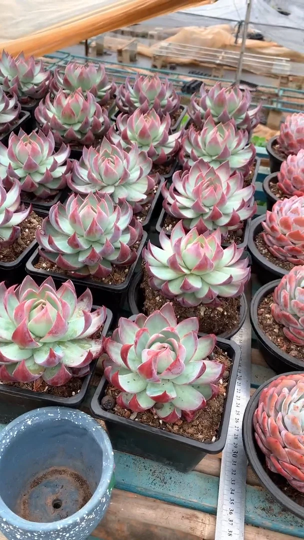 140盆惊鸿仙子1颗脱土