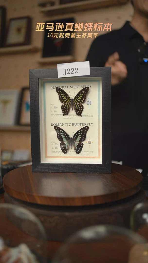 江*学蝴蝶标本摆件j222