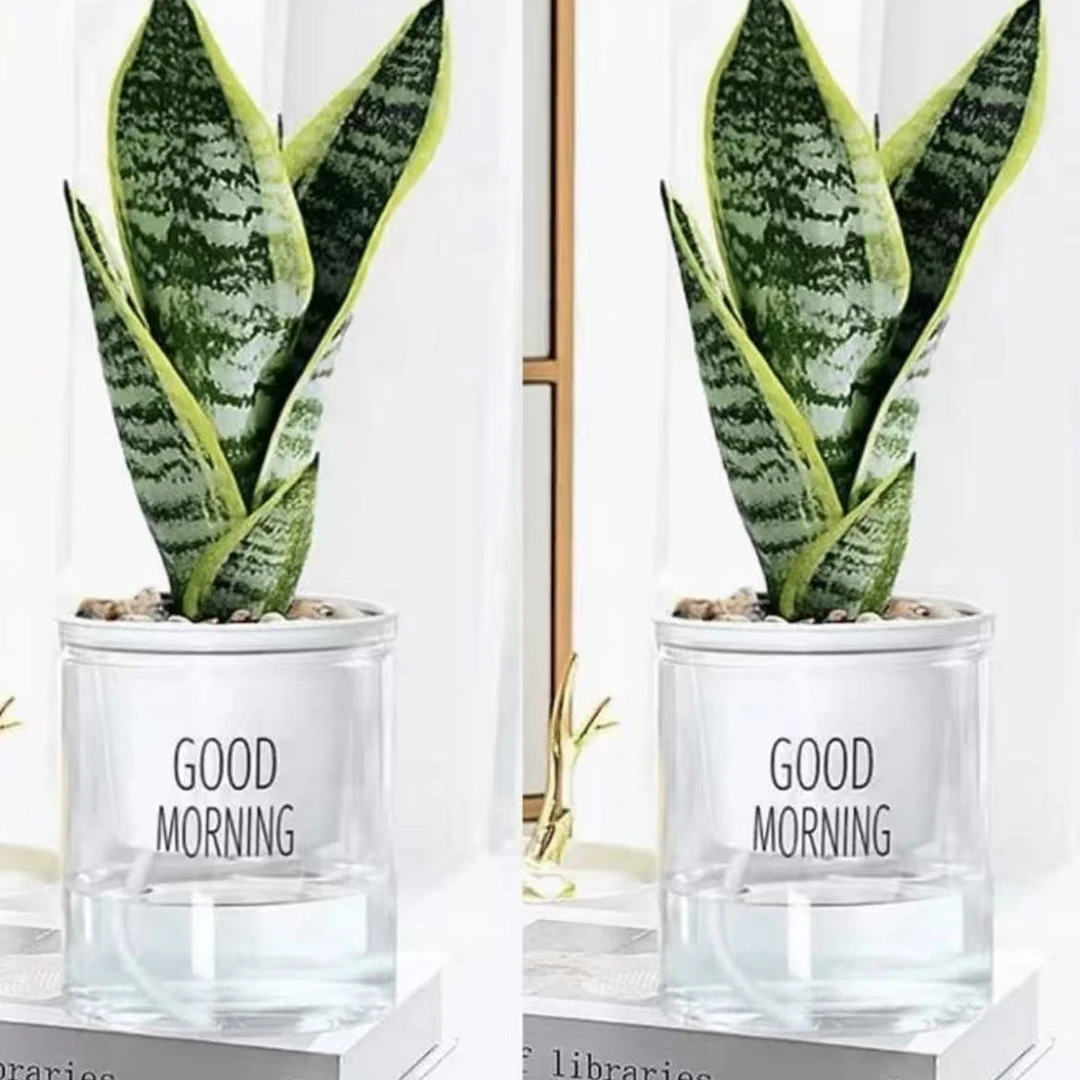 金边虎皮兰客厅吸甲醛多肉植物防辐射室内花卉绿植盆栽高矮虎皮兰