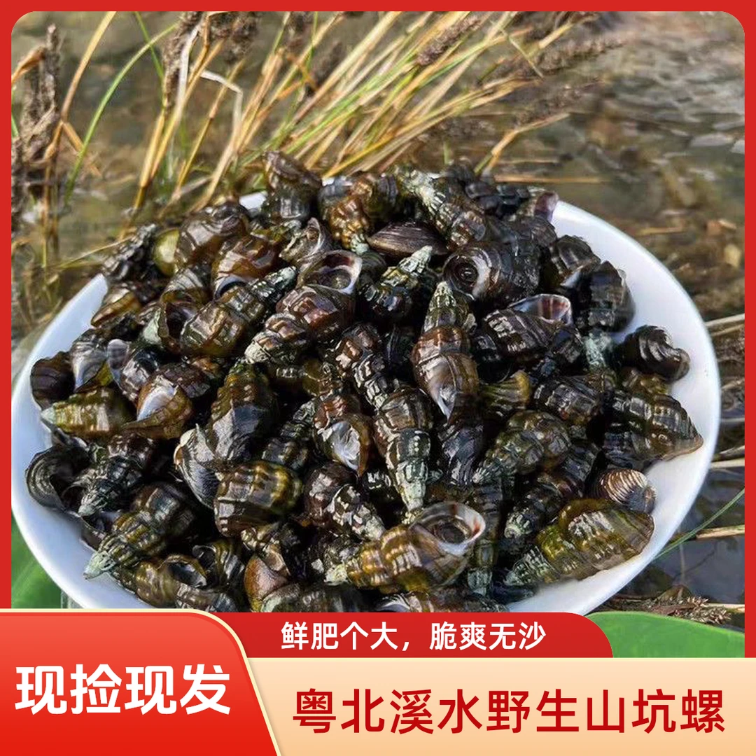 广东粤北现捡新鲜山坑螺溪水田螺夜宵野生石螺清脆爽口鲜活扭纹螺
