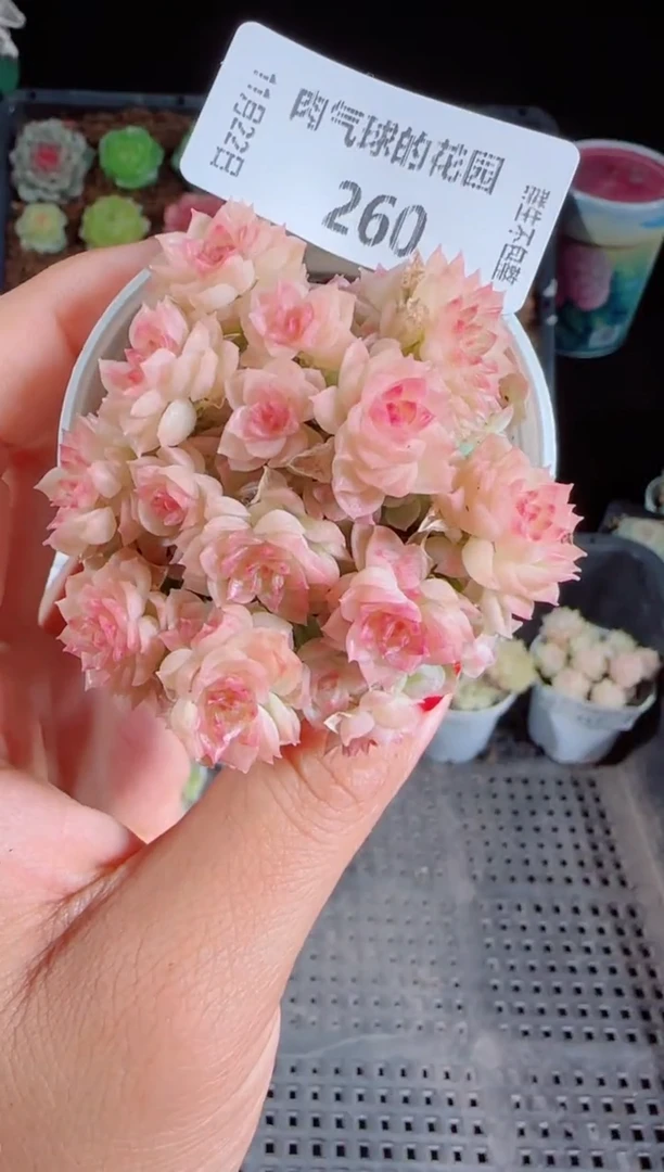 1122-260群生不包整