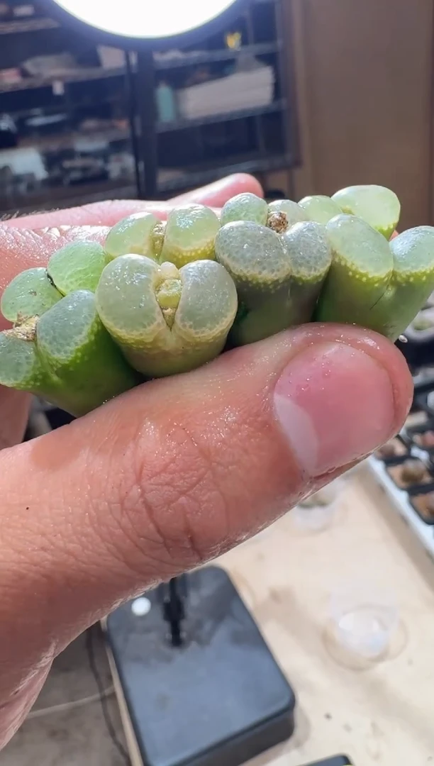 78多肉植物肉锥风铃一颗