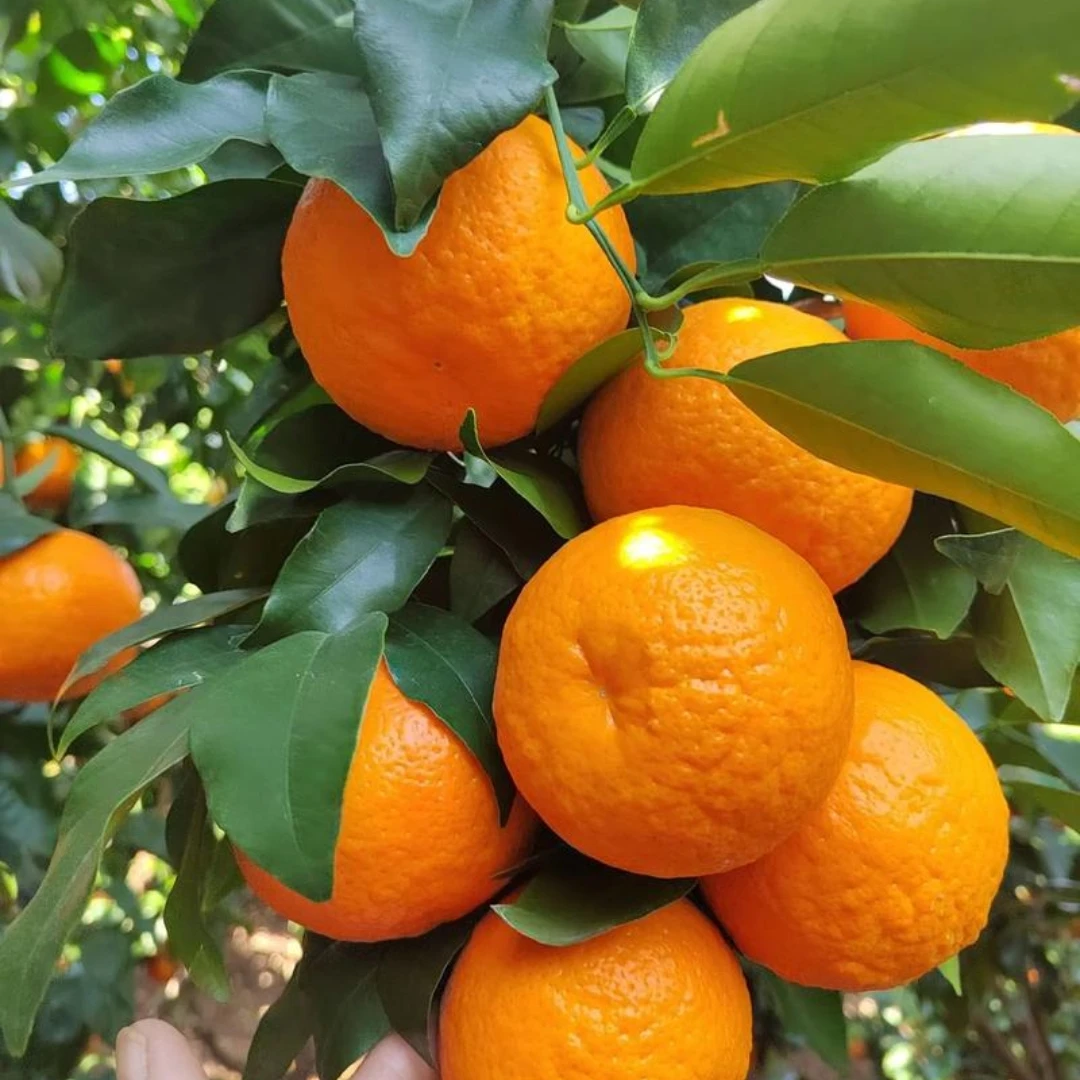 【京东包邮】云南大理晚熟宾川沃柑当季水果新鲜采摘