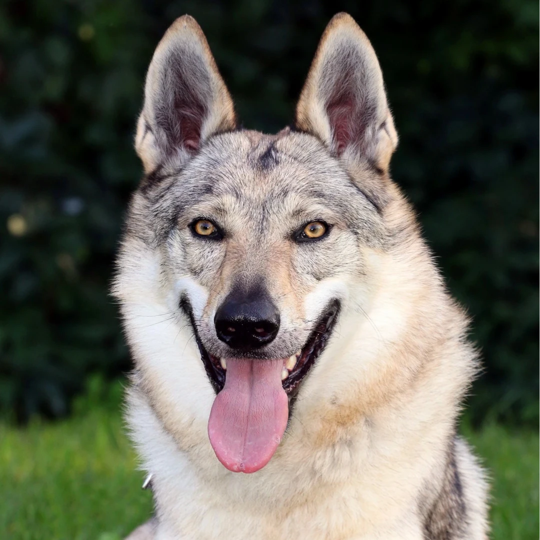 捷克狼犬双血统品相颜值智商集于一身的中高端狼犬
