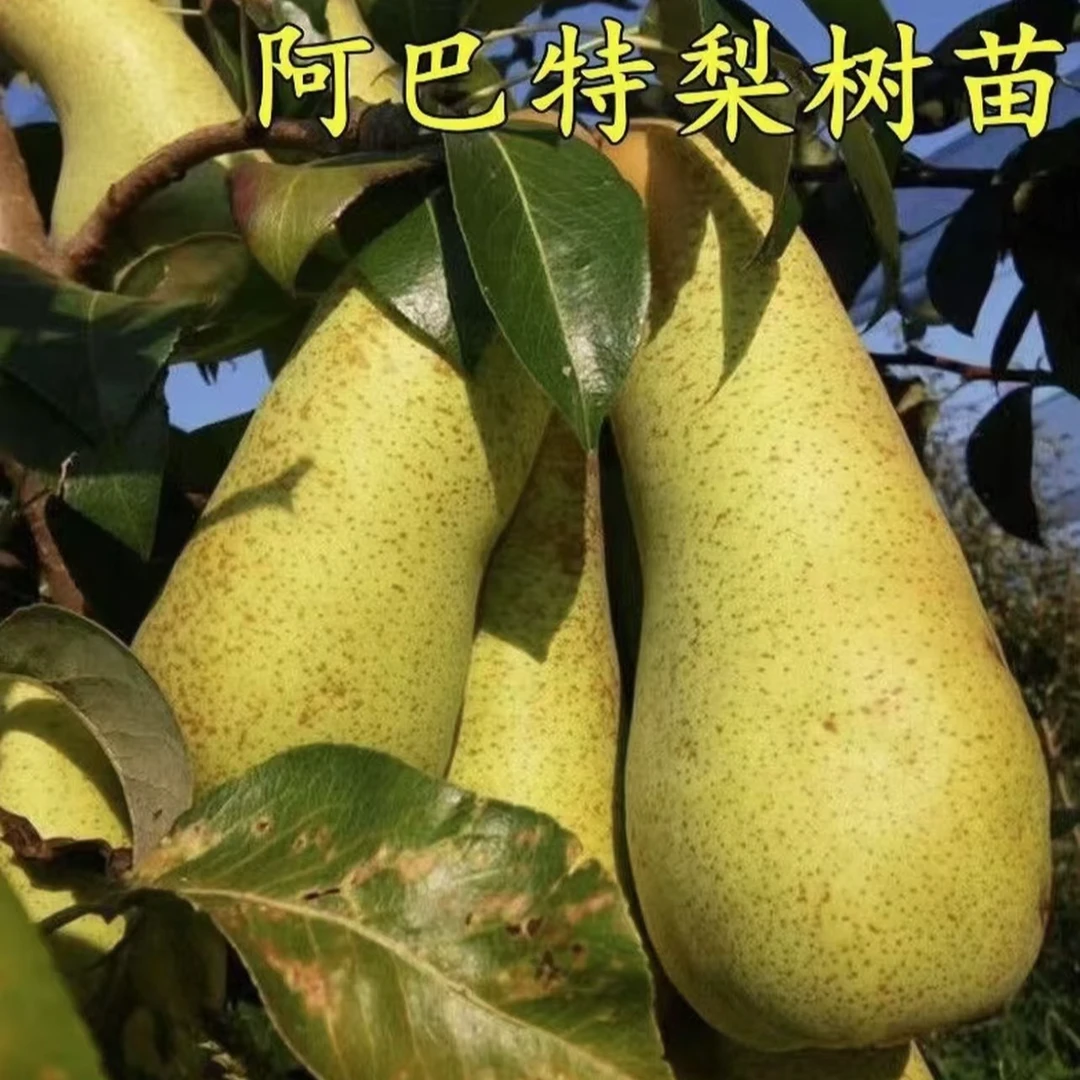 新品种阿巴特香梨树苗嫁接葫芦形梨树苗南北方种植当年结果耐寒
