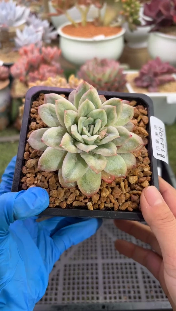 【闪购商品】14498