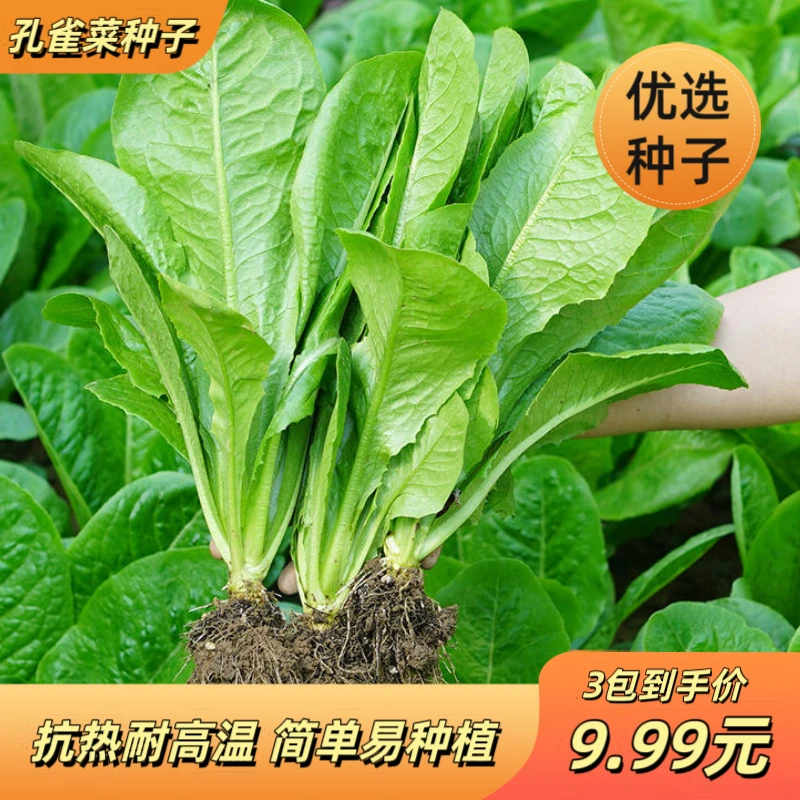 【孔雀菜种籽】孔雀菜种籽生吃脆甜高营养直立生菜春秋播种沙拉蔬菜