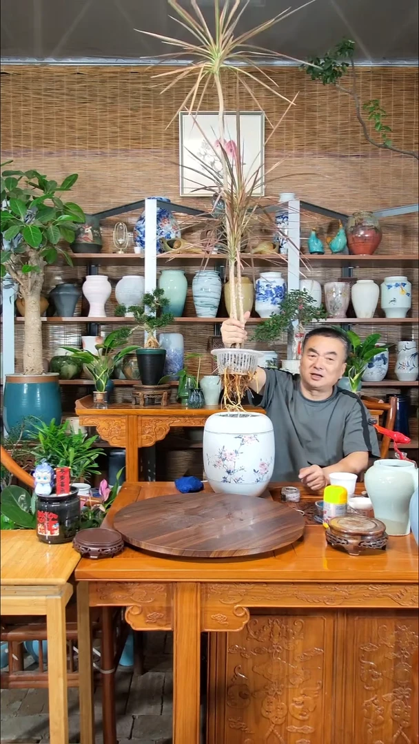无花朵天****谓水之韵水培千年木