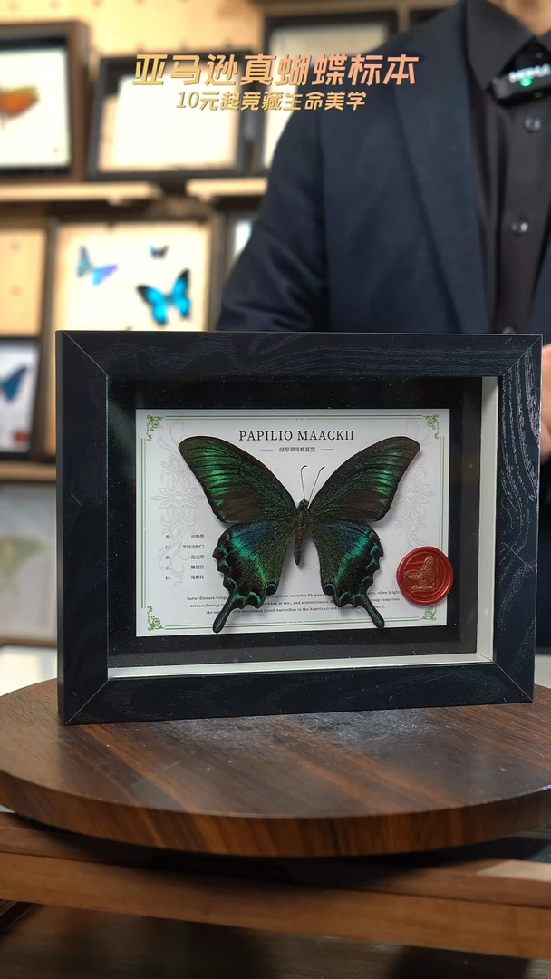 绿带翠凤蝶夏型8寸黑框国风版