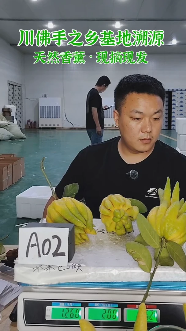 柑橘【一物一拍】川佛手柑鲜果带枝高山佛手柑A02