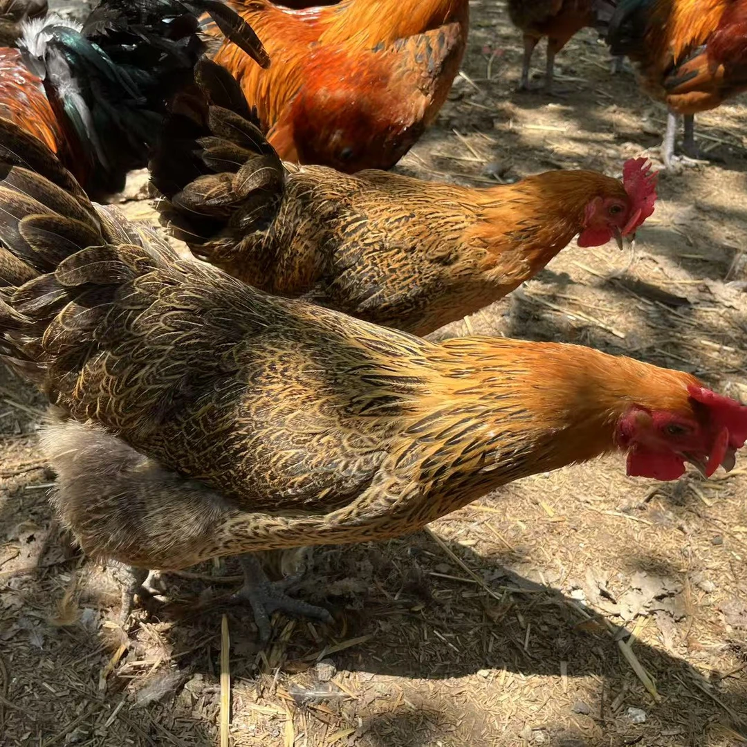 【林下散养青年母鸡】新鲜现抓现宰  净膛发货  顺丰包邮。