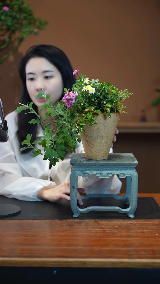 全部花朵山野草盆景盆景盆景
