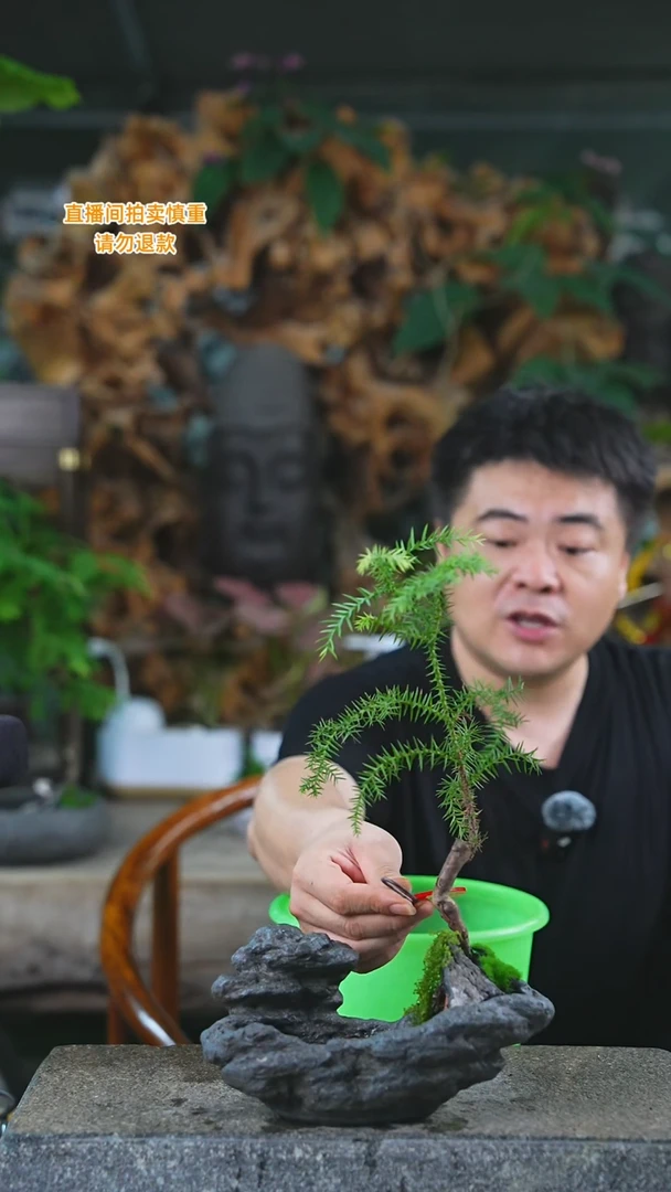 当前无花栽培后可以开花澳洲杉造景123+