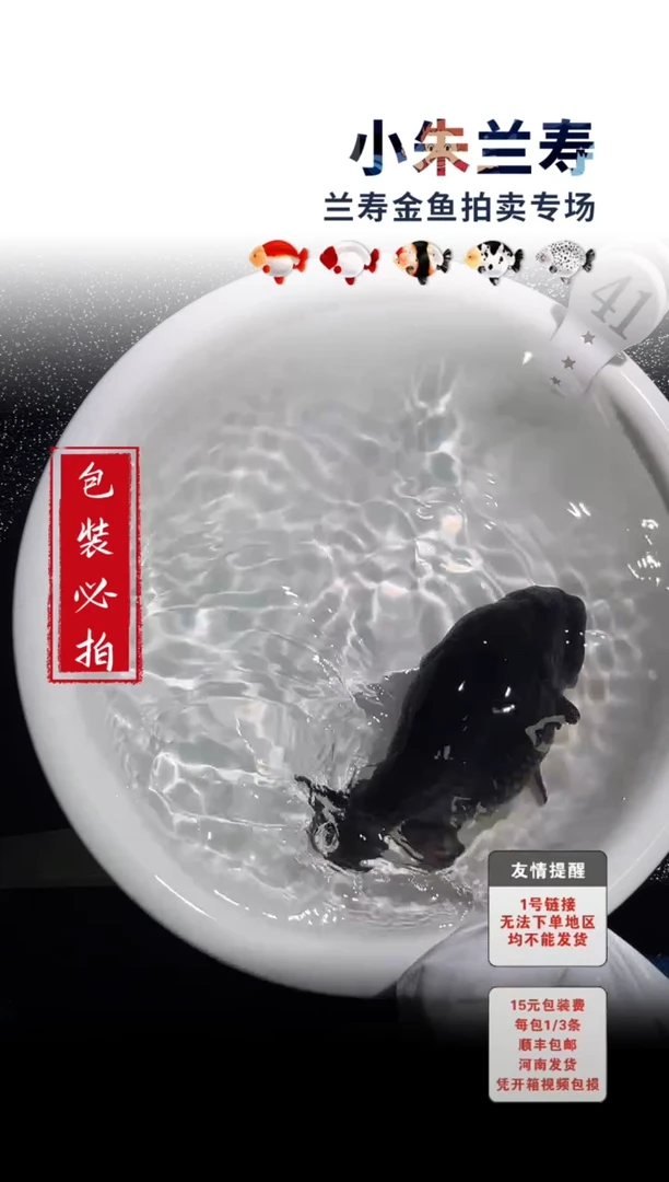 金鱼包装必拍未拍顺丰到付41号