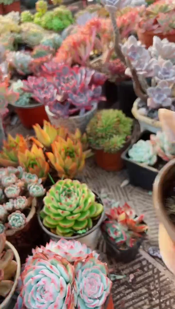 /****/多肉植物一物一拍07114