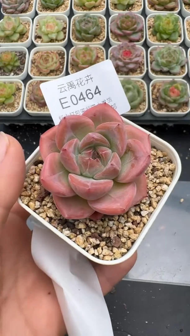 464E云禹多肉植物 带盆土纸巾打包 3颗包邮