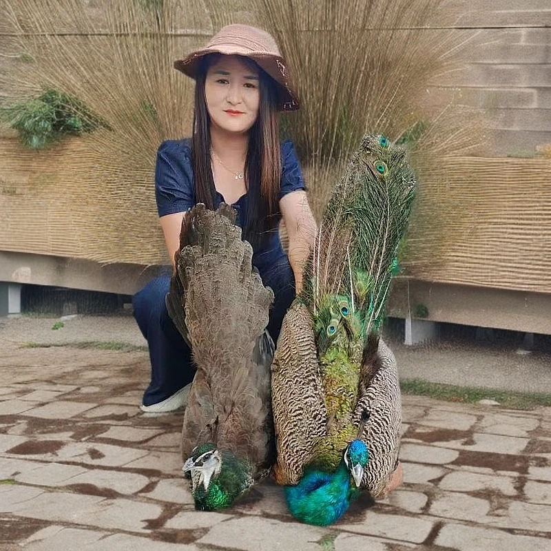 纯天然真孔雀羽毛翎尾大眼睛DIY饰品家居摆设客厅婚庆花瓶装饰品