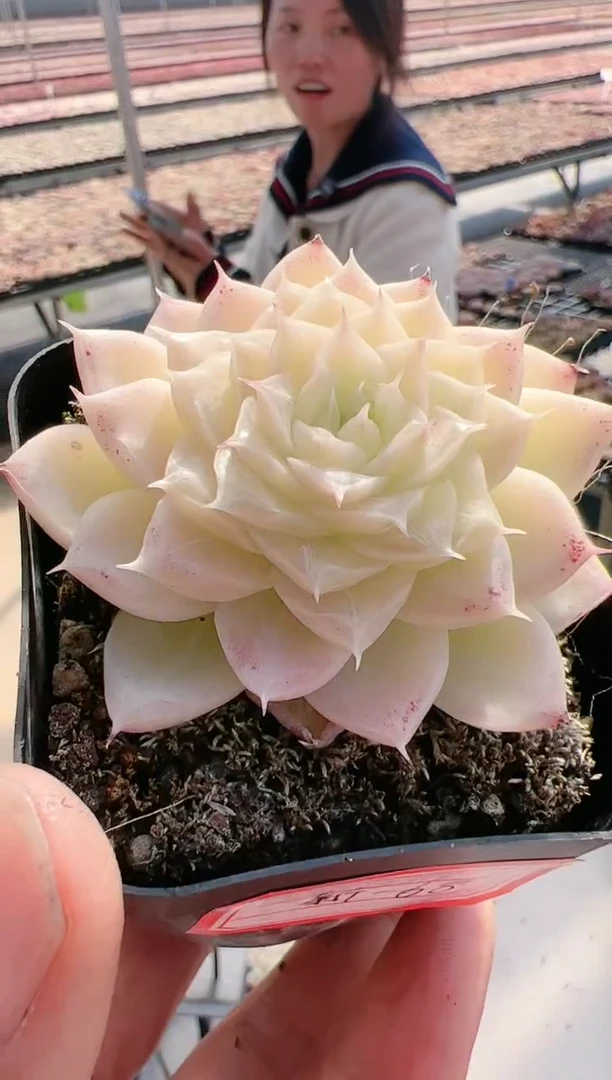 【闪购商品】新-68