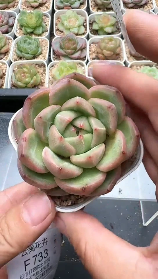 732F云禹多肉植物 默认脱土纸巾打包 3颗包邮