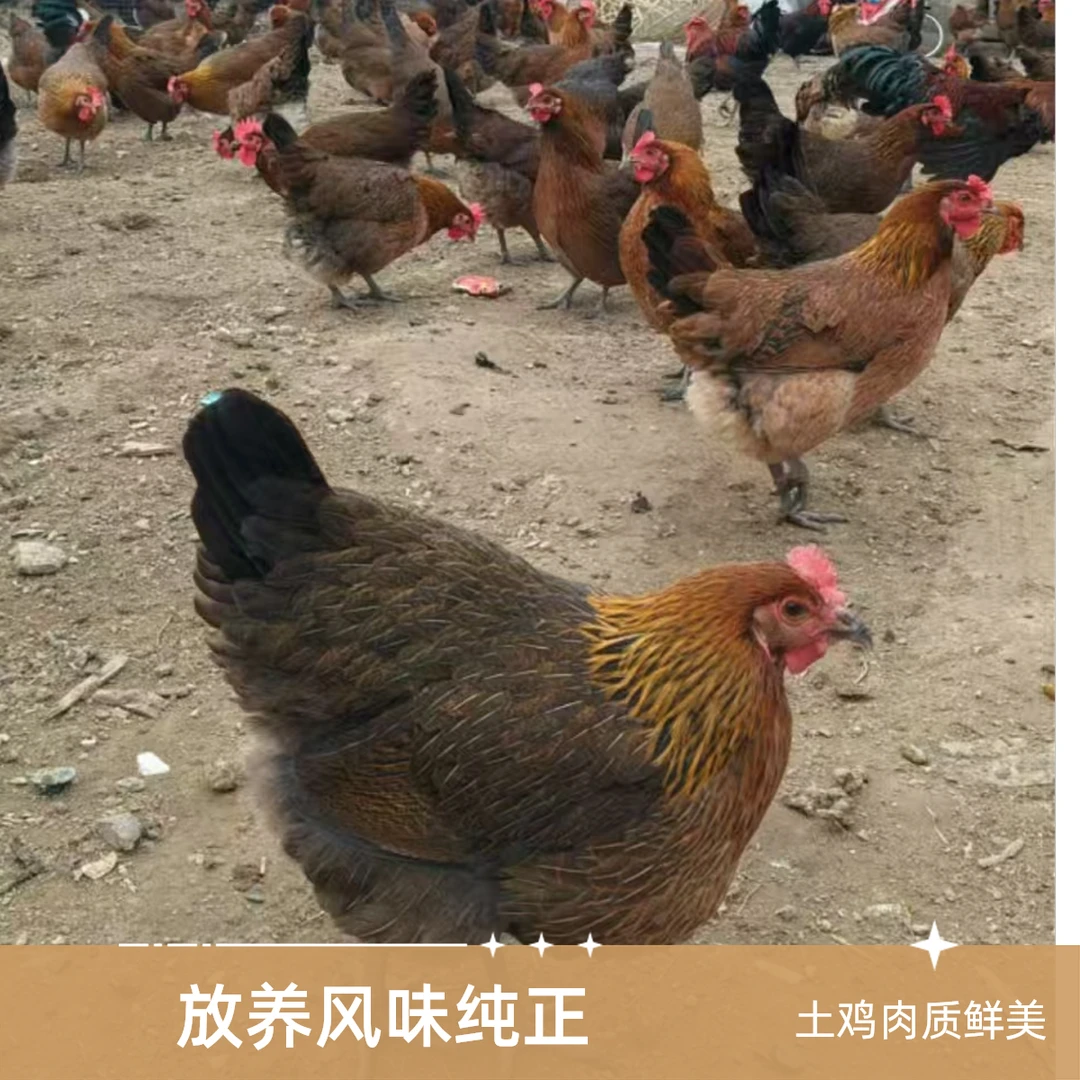 2.贵州本土正宗882 散养跑地鸡肉质紧实5斤半烧烤食材