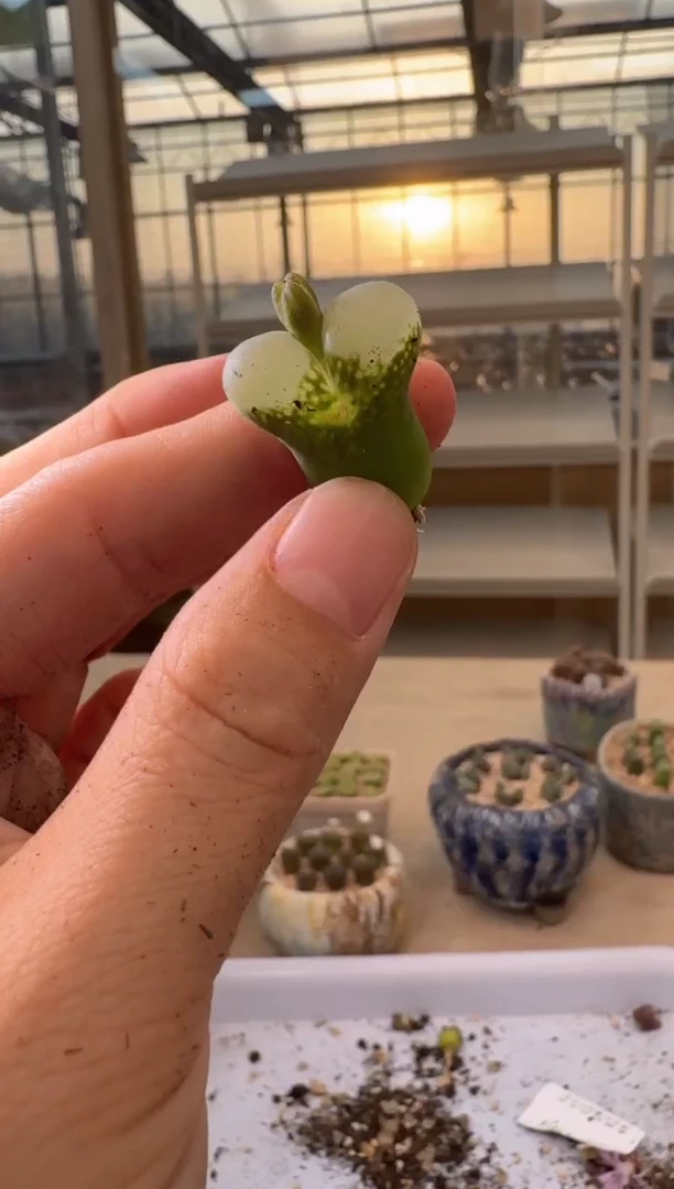 30-422多肉植物肉锥