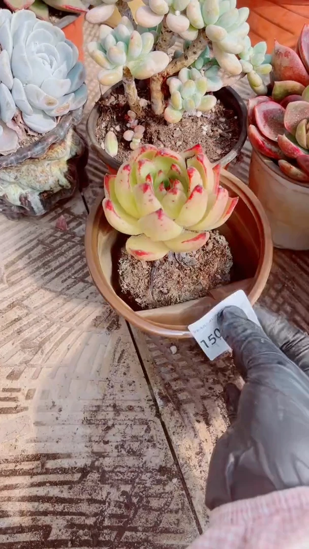 榴**香多肉植物一物一拍15098