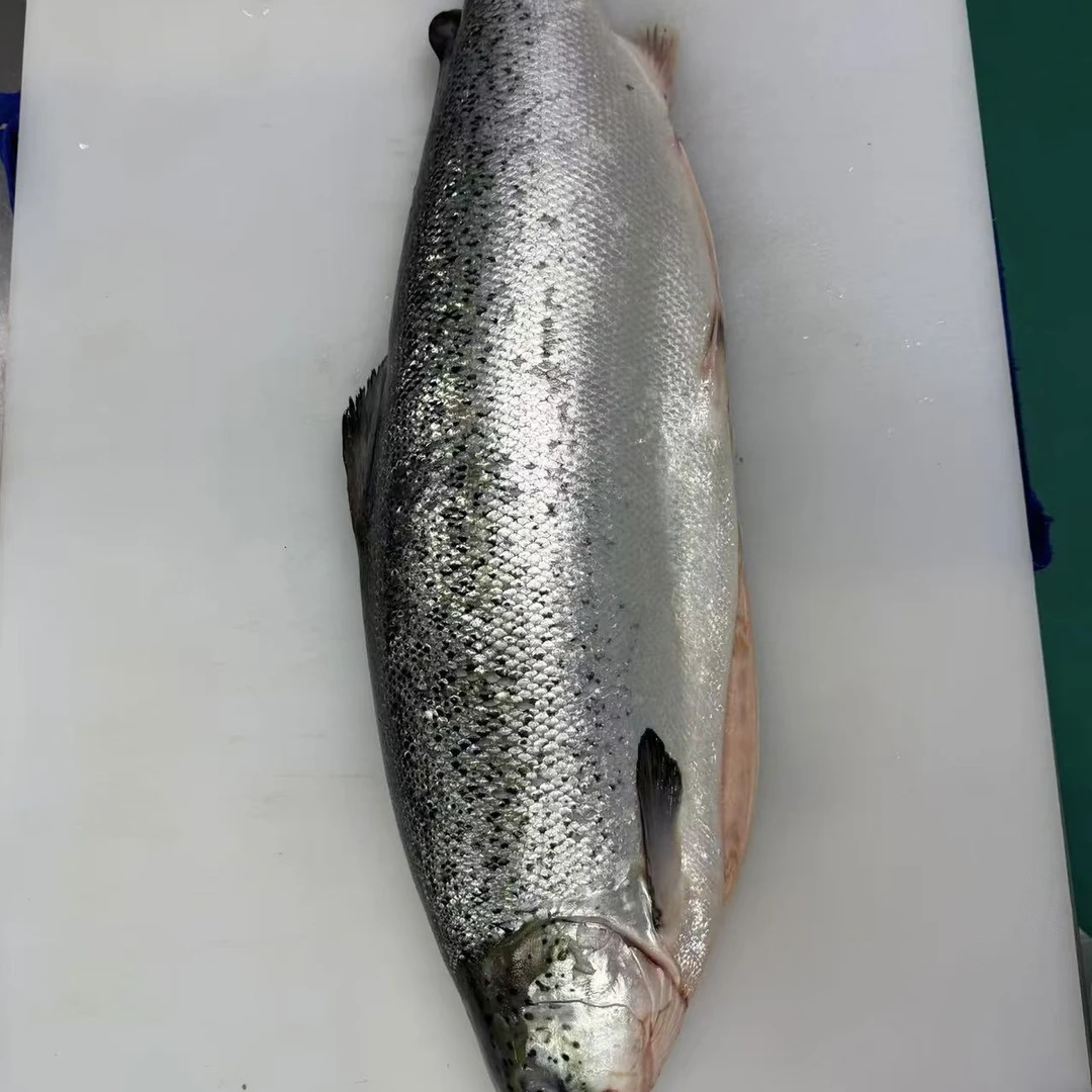 整条现称冰鲜三文鱼 顺丰包邮