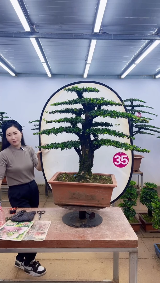 无花朵新*一物一拍，所见即所得