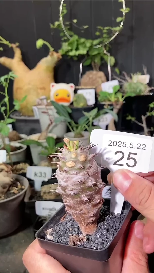 25号5.22.福利瓶干麒麟
