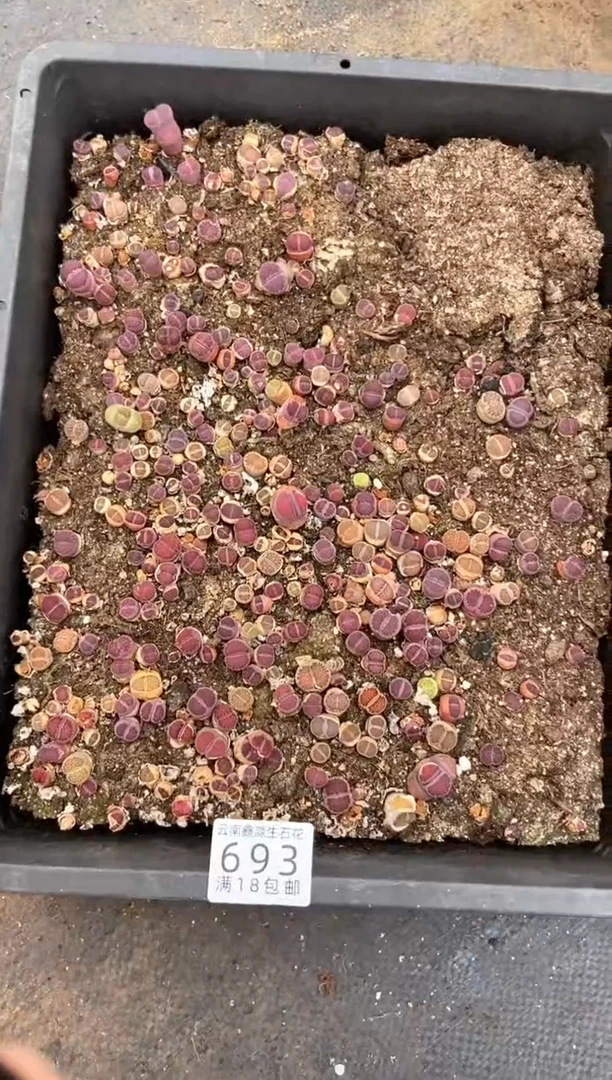 693特价紫色框有疤瑕疵带土不带盆发货