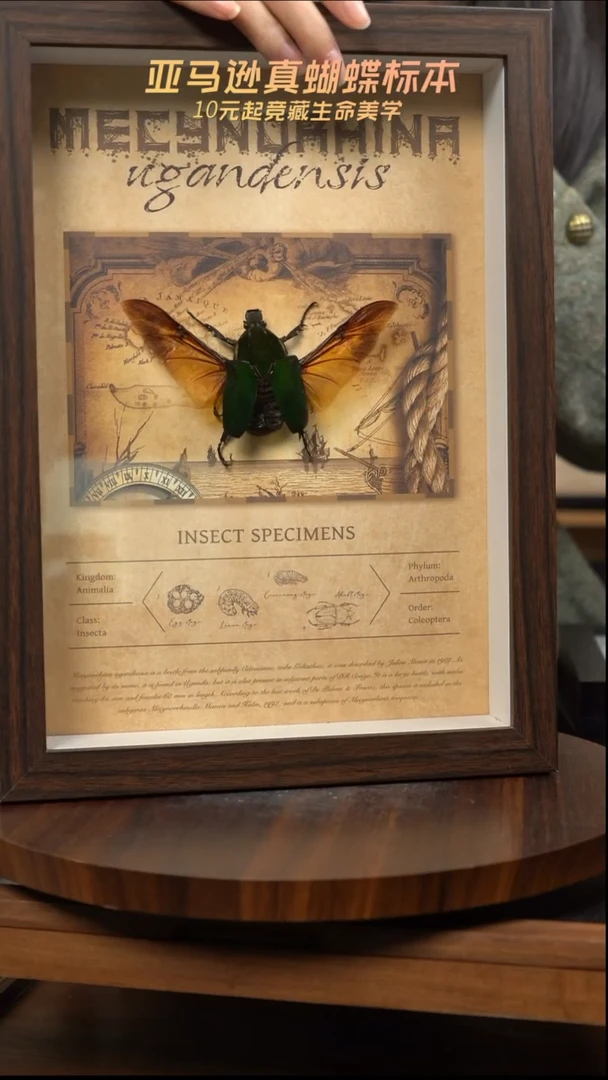 乌干达花金龟复古版复古框l218