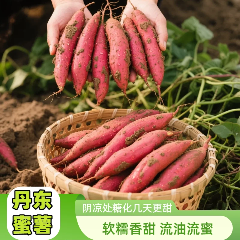 软糯香甜烟薯25号实惠装【产地辽宁丹东更甜更糯】规格1两-4两