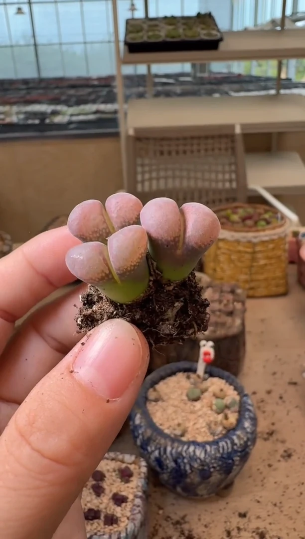 开****x8-235多肉植物肉锥