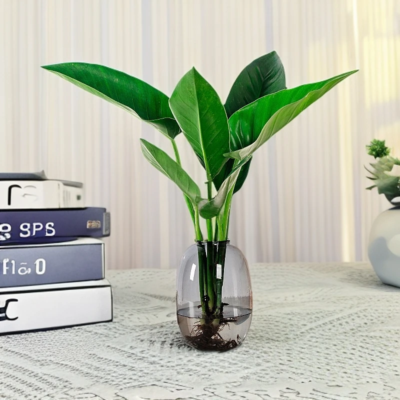 水培大叶金钻室内办公室桌面净化空气美观盆栽带盆水培好养