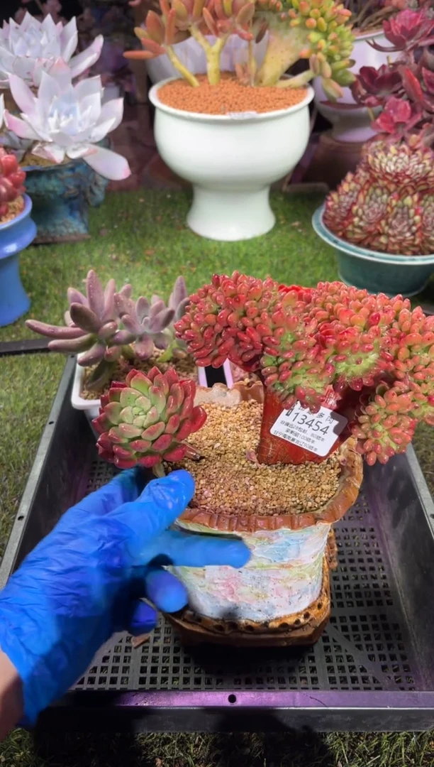 【闪购商品】13454