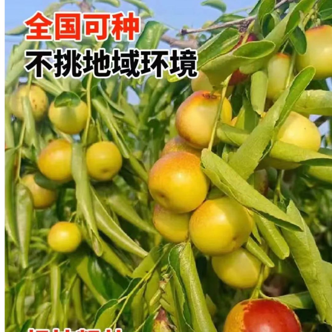 嫁接冰糖/金丝枣/冬枣/月光枣 南北方盆栽地栽