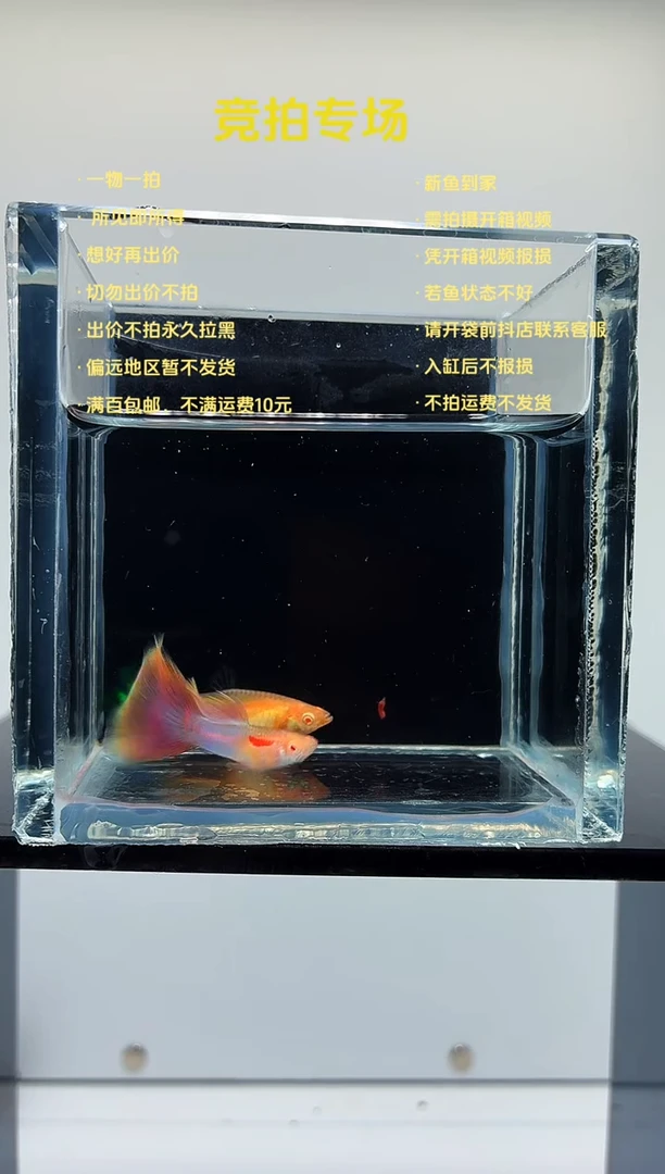 孔雀鱼天使彩虹一对-75