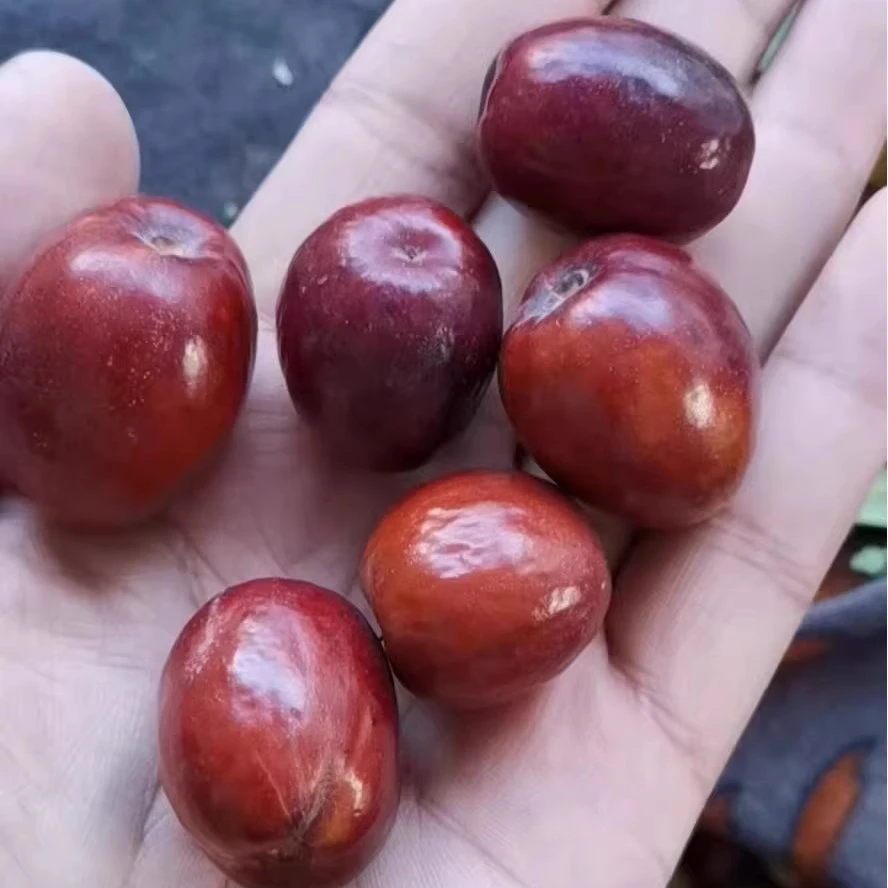新鲜稷山板枣鲜枣2025年农家姚村新鲜枣子可蒸吃的枣子