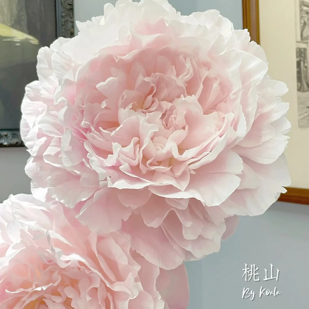 【桃山】稀有芍药苗粉色大花型盆栽地栽阳台庭院花园 包对版包正版