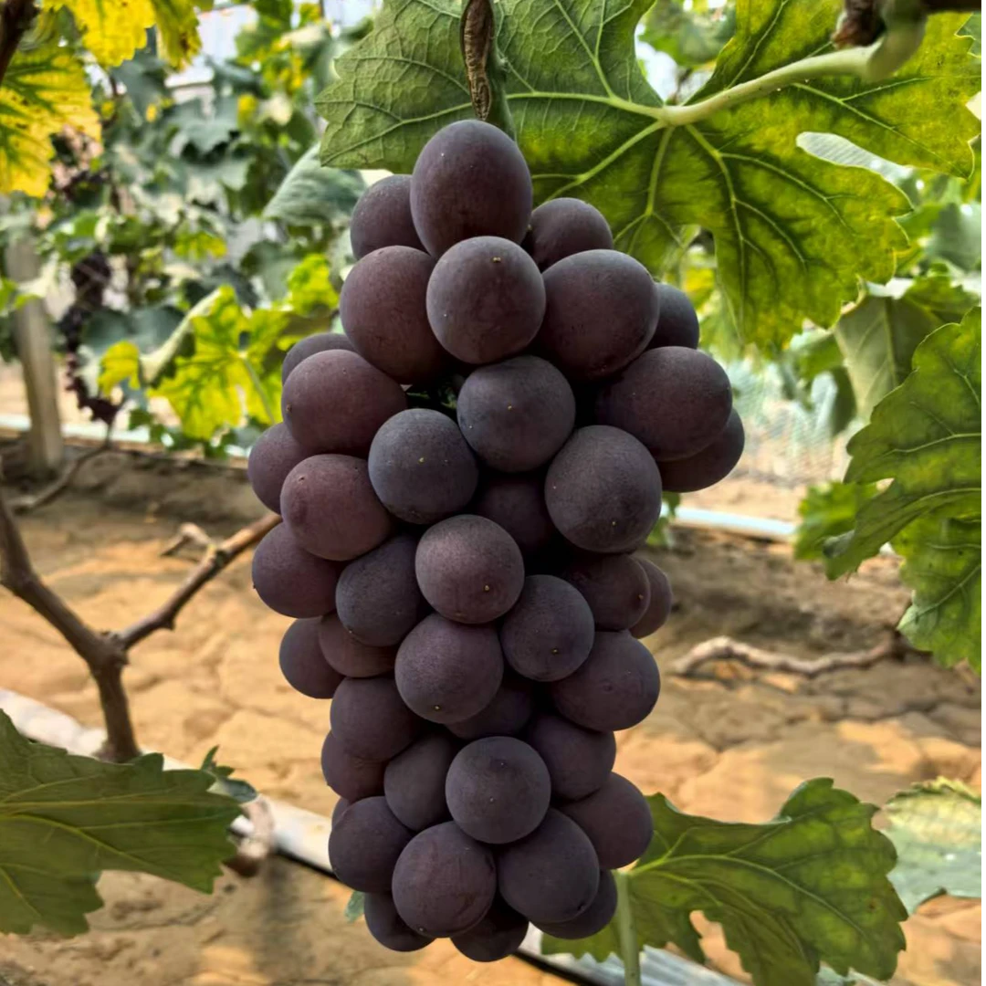 【特级辽峰 无籽纯甜】特选辽丰巨峰葡萄东北辽宁新鲜水果2/5斤整箱