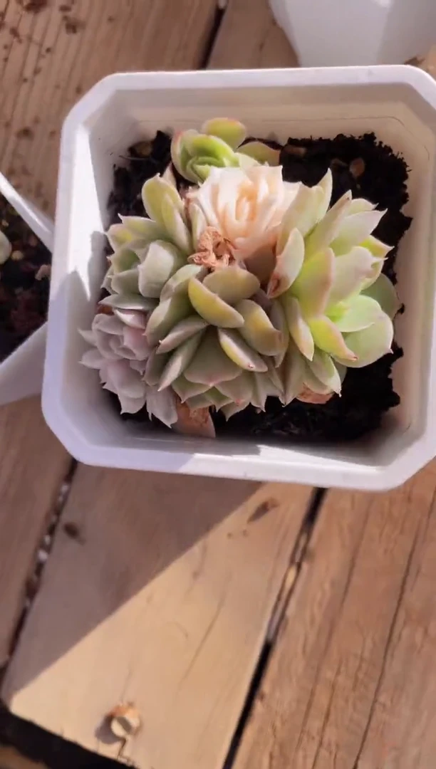 【闪购商品】543昂锦多肉